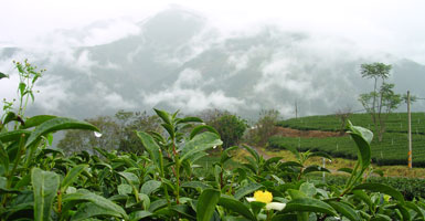 Hoa quả miền bắc