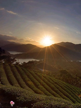 Hoa quả nhập khẩu